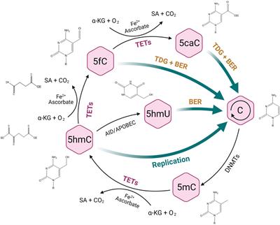 Deoxyribonucleic Acid 5-Hydroxymethylation in Cell-Free Deoxyribonucleic Acid, a Novel Cancer Biomarker in the Era of Precision Medicine